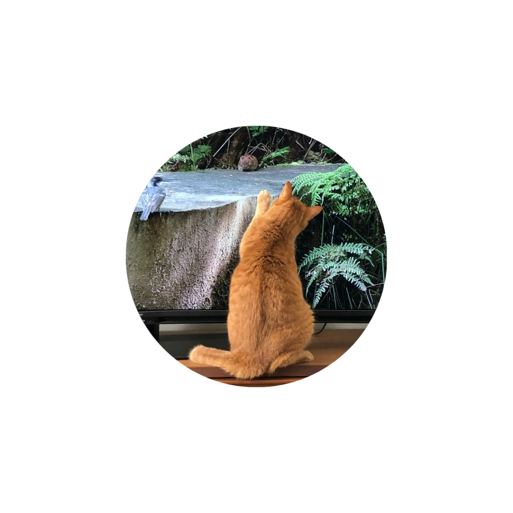 くるみのしっぽ